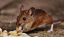 24 Hour & Emergency Exterminators in Allentown, PA
